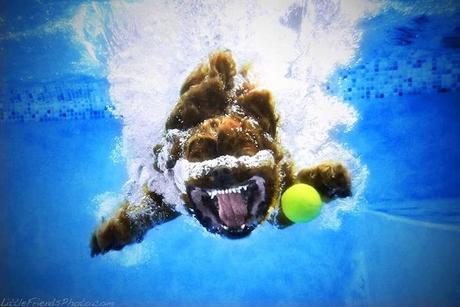 Underwater Dogs