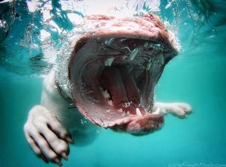 Underwater Dogs