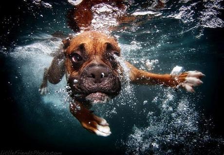 Underwater Dogs