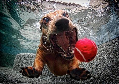 Underwater Dogs