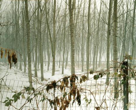 Barbara Bartolone, Dalla serie _Alberi che ti hanno visto correre 03_, provincia di Pavia, 2006, negativo a colori 6X7 cm