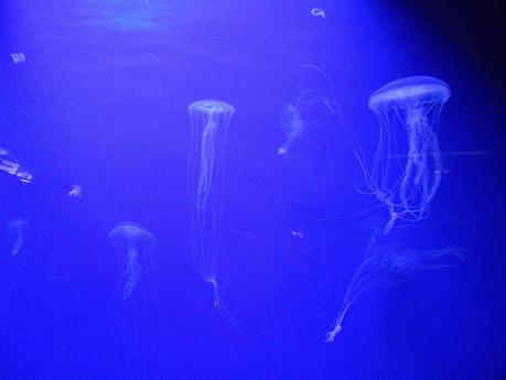 Acquario di Genova!!