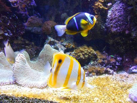 Acquario di Genova!!