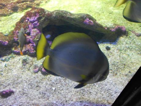 Acquario di Genova!!