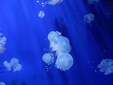 Acquario di Genova!!