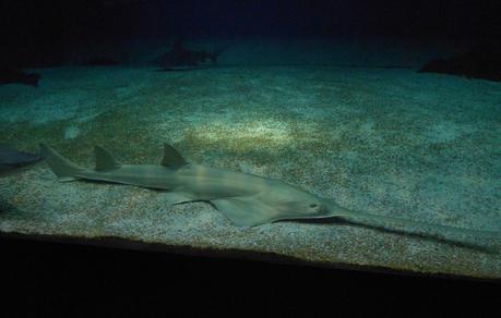 Acquario di Genova!!