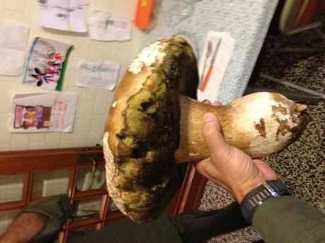 porcino record foto Almanzi