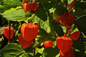 I LANTERNINI ARANCIONI DELL’ALCHECHENGI (Physalis Alkekengi)