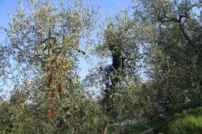 ho iniziato la raccolta delle olive