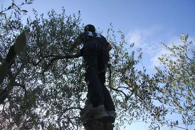 ho iniziato la raccolta delle olive