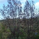 cespugli di prunus pissardii