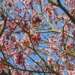 fiori di prunus pissardii