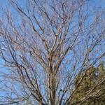 prunus pissardii in inverno