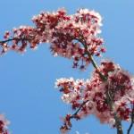 particolare del fiore di prunus