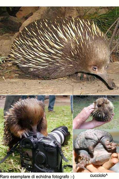 Echidna