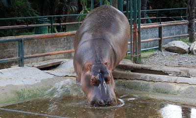 Gite a : lo zoo di Pistoia.