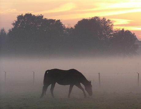 haze with horse by eÂ³Â°Â°Â°, on Flickr