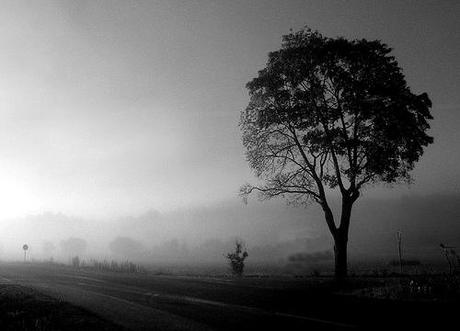 Tree in mist by Per Ola Wiberg ~ Powi, on Flickr