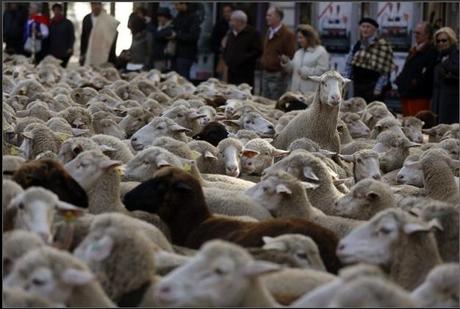Pecore a Madrid: la Fiesta Nacional de la Trashumancia