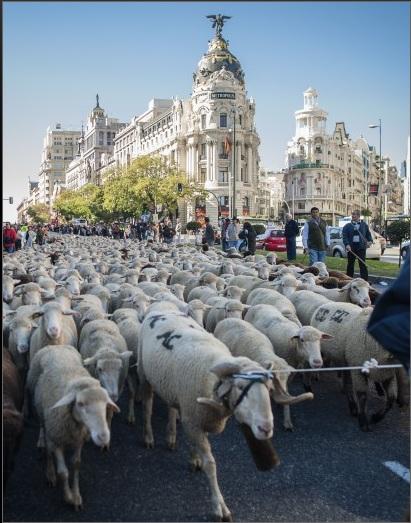 Pecore a Madrid: la Fiesta Nacional de la Trashumancia