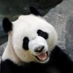 Panda gigante allo zoo di Singapore: le prime immagini di Kai Kai