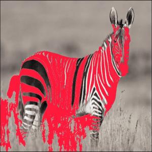 La Zebra, lo spietato mostro bianconero
