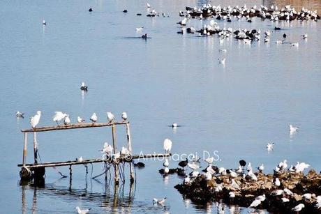 La parabola del lago...(di Varano?)