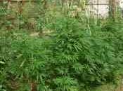 Maestro sassarese coltiva marijuana Arrestato