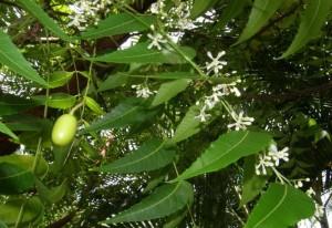 Olio di neem usi e propietà