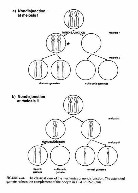 La non  disgiunzione dei cromosomi autosomi e dei cromosomi sessuali