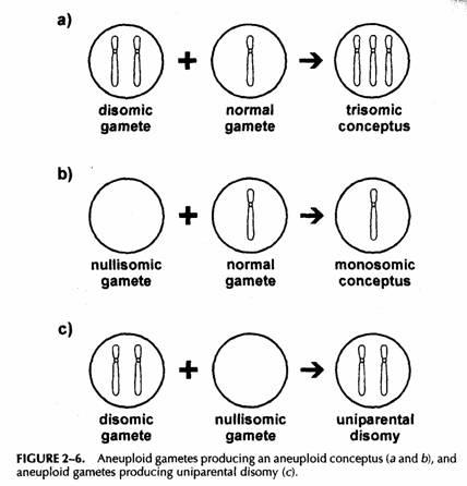 La non  disgiunzione dei cromosomi autosomi e dei cromosomi sessuali