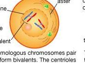 disgiunzione cromosomi autosomi sessuali