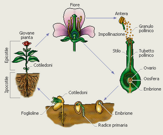 U.D. La riproduzione delle piante: dal seme alla pianta