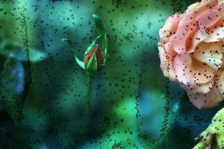 DISHWASHED FILM - Underwater Roses DISHWASHED FILM - Underwater Roses