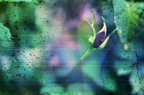 DISHWASHED FILM - Underwater Roses DISHWASHED FILM - Underwater Roses