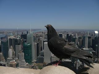 Halloween, Su Mortu Mortu, Sandy e New York