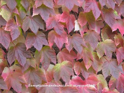 Sfumature d'autunno