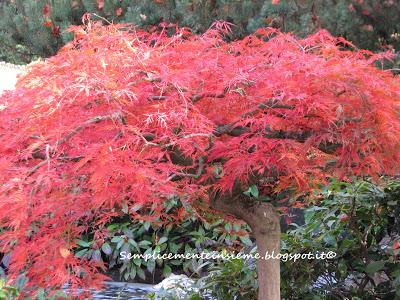 Sfumature d'autunno