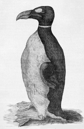 Great Auk by Ole Worm