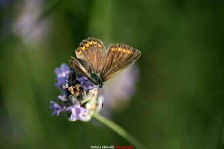 Mariposa