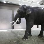 Elefante parlante allo zoo: dice “ciao”, “siediti” e “sdraiati”