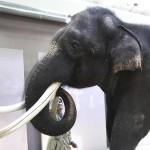 Un elefante parlante allo zoo di Ever Land in Corea del Sud03