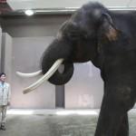 Un elefante parlante allo zoo di Ever Land in Corea del Sud02