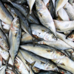 Olio di pesce 150x150 Olio di pesce, proprietà e benefici
