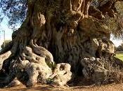 millenario olivo frutto dalle tante qualità: olive