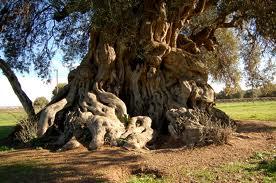 Dal millenario olivo un frutto dalle tante qualità: le olive