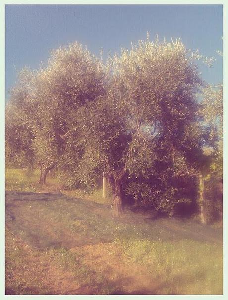 OLIVE... SE LE CONOSCI LE EVITI!