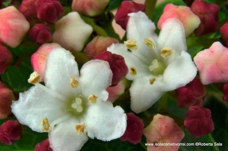 Viburnum tinus (fiori)