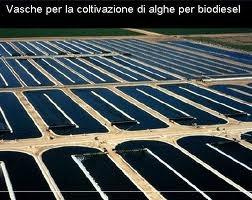 Vasche_di_coltivazioni_algali_per_la_produzione_di_biodiesel