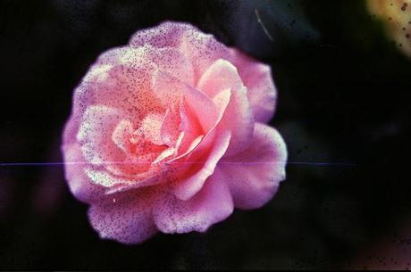 DISHWASHED FILM - Underwater Roses e lenti close up DISHWASHED FILM - Underwater Roses e lenti close up